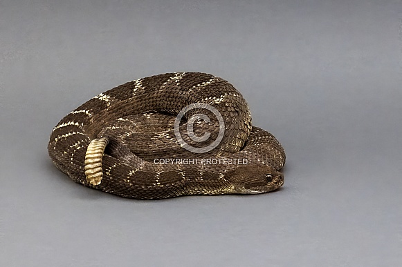 Arizona Black Rattlesnake