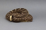 Arizona Black Rattlesnake