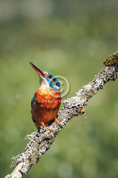 European Kingfisher