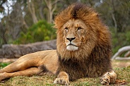 Male African Lion