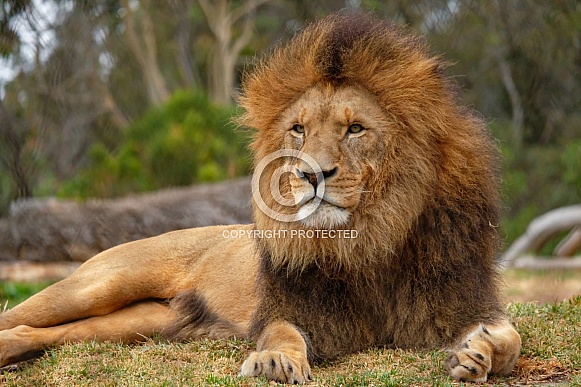 Male African Lion