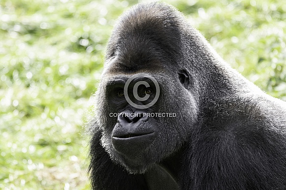 Western Lowland Gorilla Close Up Western Lowland Gorilla Close Up