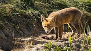 Red fox cub/cubs in nature