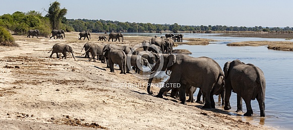 African Elephants - Chobe River - Botswana African Elephants - Chobe River - Botswana