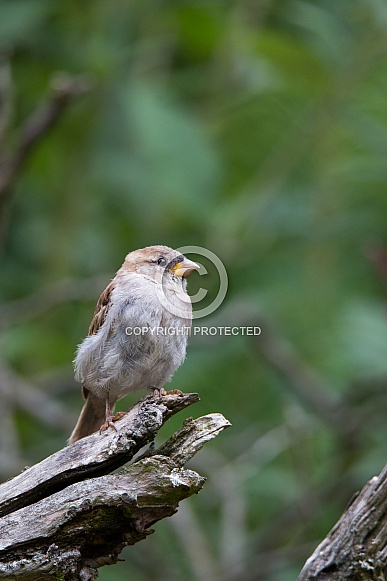 Female house Sparrow