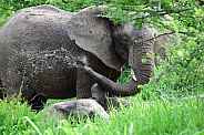 Elephant taking mud bath