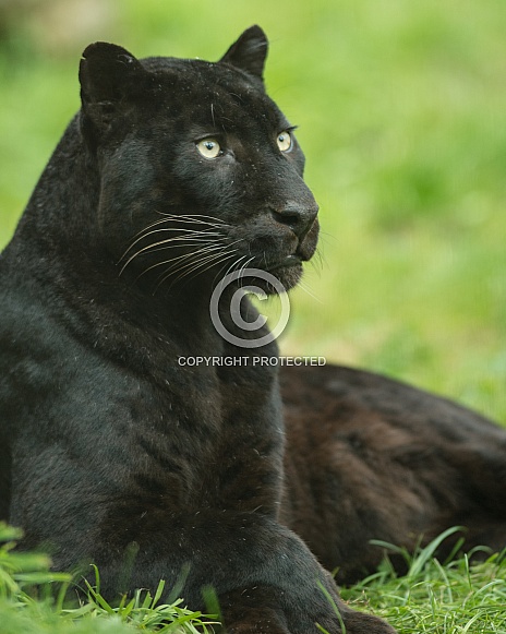 black leopard 2