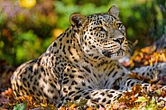 Pretty leopard on the leaves