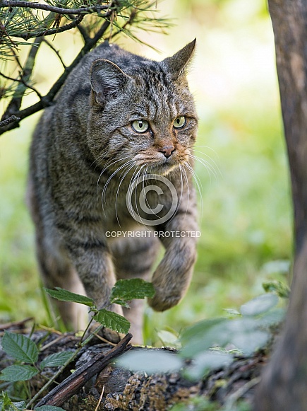 Wild Cat Wild Cat