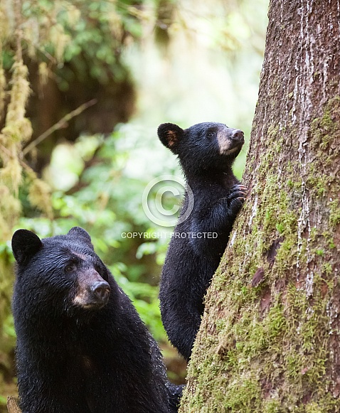 Black Bear and Cub (wild)