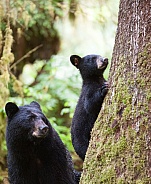 Black Bear and Cub (wild)