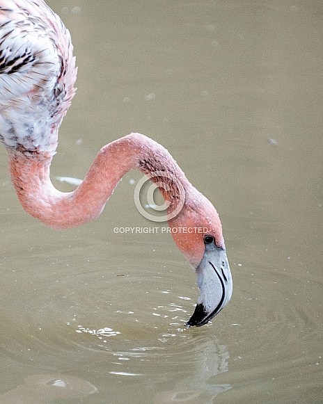 Great flamingo Great flamingo