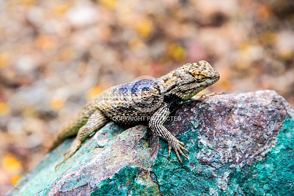 Desert spiny lizard Desert spiny lizard
