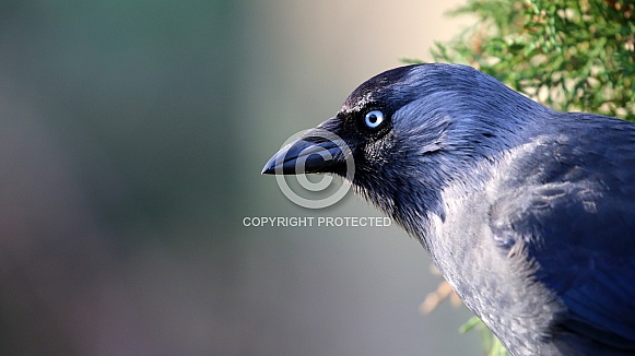 Western Jackdaw (Coloeus monedula)