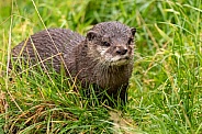 Asian Short Clawed Otter In Grass