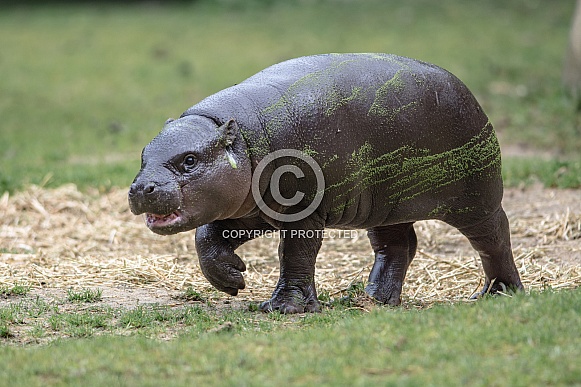 Pygmy hippopotamus Pygmy hippopotamus