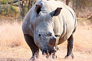 Rhino posing in the wild