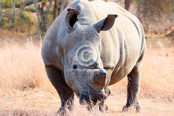 Rhino posing in the wild Rhino posing in the wild