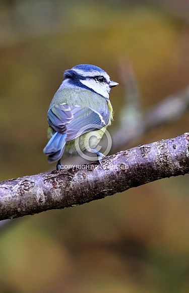 Blue tit Blue tit