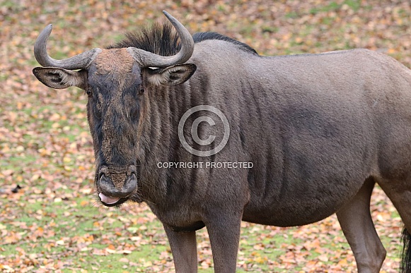 Wildebeest