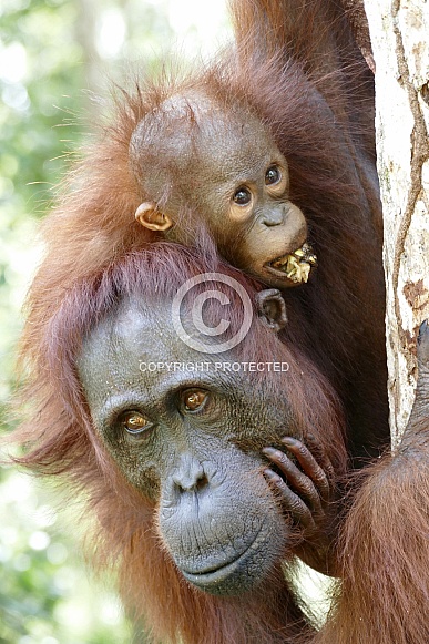 Mother and Baby Orangutans