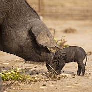 Large Black Sow and Piglet