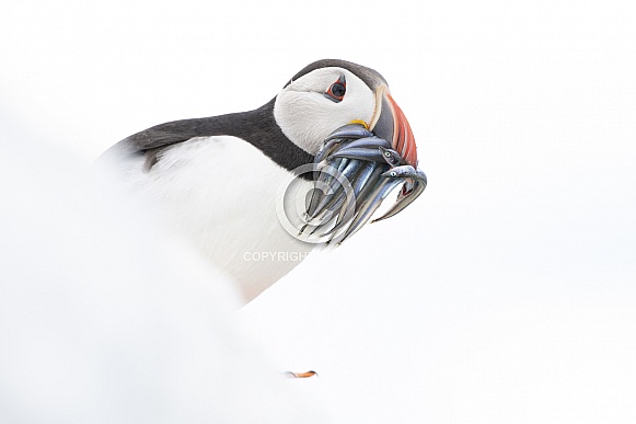 Atlantic Puffin