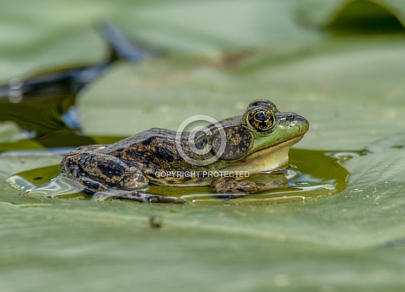 Mink Frog