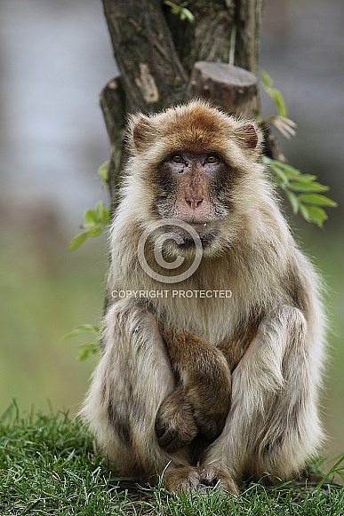 Barbary Macaque Barbary Macaque