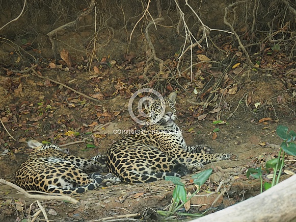 Jaguar Jaguar