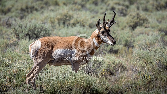 Pronghorn aka antelope Pronghorn aka antelope