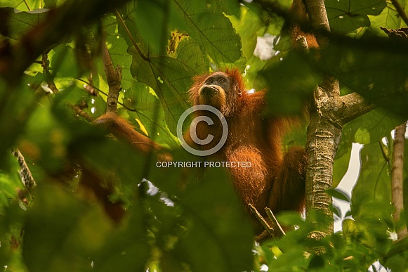 Sumatran orangutan in the nature habitat