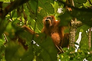 Sumatran orangutan in the nature habitat