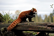 Red Panda