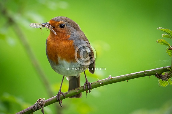 European Robin