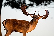 Fallow Deer