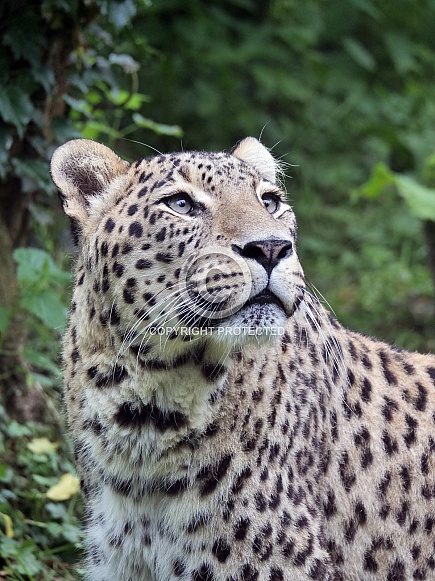 Persian Leopard