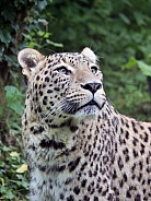 Persian Leopard