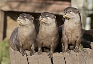 Asian Clawed Otters
