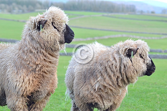 Hampshire Down Sheep