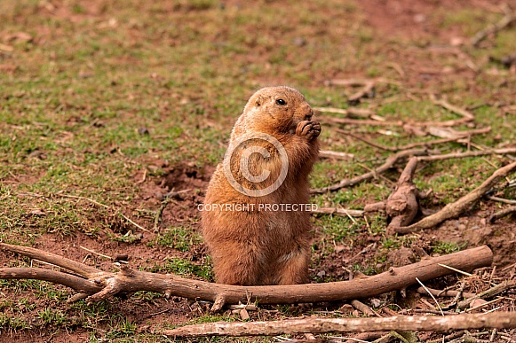 Prairie Dog Prairie Dog