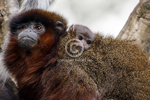 Coppery titi (Plecturocebus cupreus)