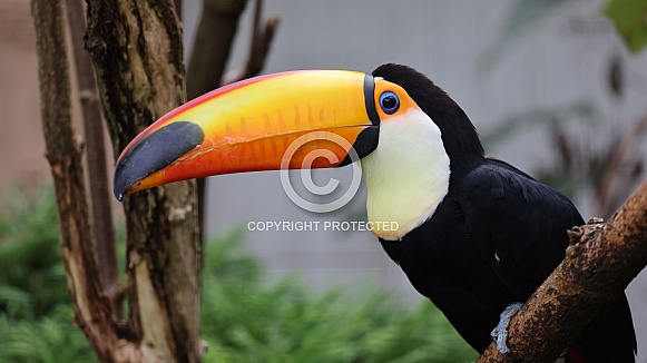 Toco toucan (Ramphastos toco) Toco toucan (Ramphastos toco)