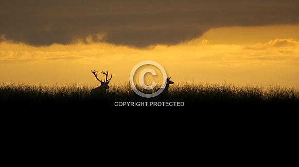 Deer Silhouette Deer Silhouette