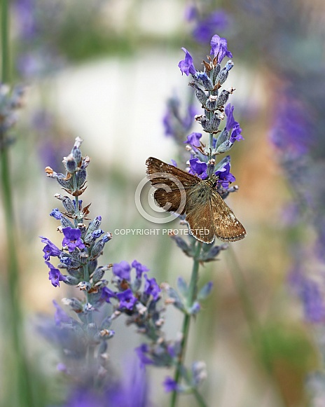 Dingy Skipper Butterfly