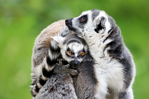 Ring-Tailed lemurs (Lemur catta)