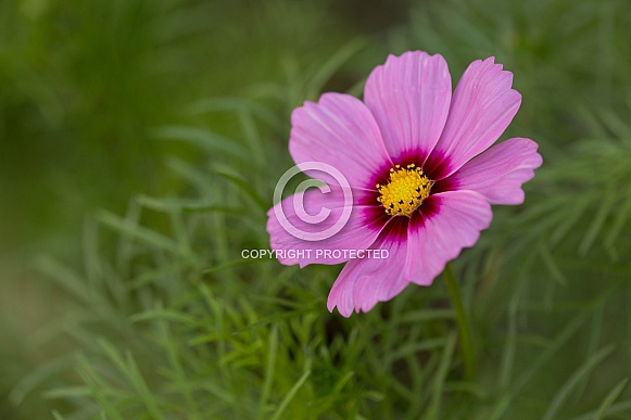 Pink Cosmos Pink Cosmos