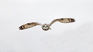 Short Eared Owl--SEO Flight
