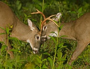 White tail deer