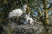 The Eurasian spoonbill